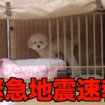 緊急地震速報に驚いた愛犬が動揺してしまいました