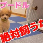 【2023年】トイプードル絶対飼うな！飼って後悔 大変の事13選