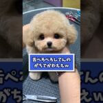 プードルの動画見てニヤけたら負けｗｗｗ　#2ch #2ch動物スレ #動物 #犬 #プードル #トイプードル  #shorts