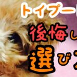 【買う前に見てほしい】トイプードル子犬選びの５つの注意点