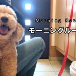 大きいトイプードルとママのモーニングルーティン【デカプー】【トイプードルのロアくん】【toy poodle】