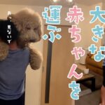 おおきなもっふもふを二階に運ぶ｜PECO