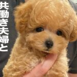 共働き夫婦がトイプードルの子犬を迎えてからの2年間