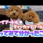 実際に飼ってみて分かった違い【トイプードル＊ティーカッププードル】