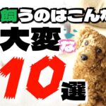 【トイプードル 大変】トイプー飼うのはこんなに大変な10選～【トイプードルのわらび】