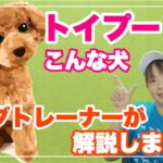 トイプードルってこんな犬　ドッグトレーナーが解説します！