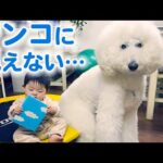 まるでおとぎ話みたい…♡ 大きなスタンダードプードルが、お兄ちゃんになりました！