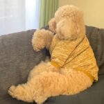 いっそう人間味が増したｗ大きいトイプードル【デカプー】【トイプードルのロアくん】【toy poodle】