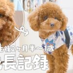 トイプードルの子犬の成長記録！生後2ヶ月半～1歳までをイッキ見