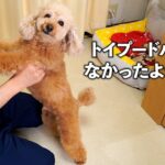 やっぱりトイプードルではなかった!?売れ残りだった愛犬デカプーわこくん