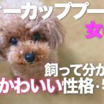 小さなトイプードルを飼って分かった事　大きさは？体が弱い？　飼う前に知ってほしいこと